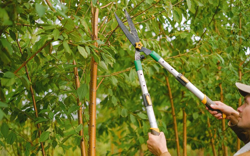 Tree trimming in Chino Valley, AZ